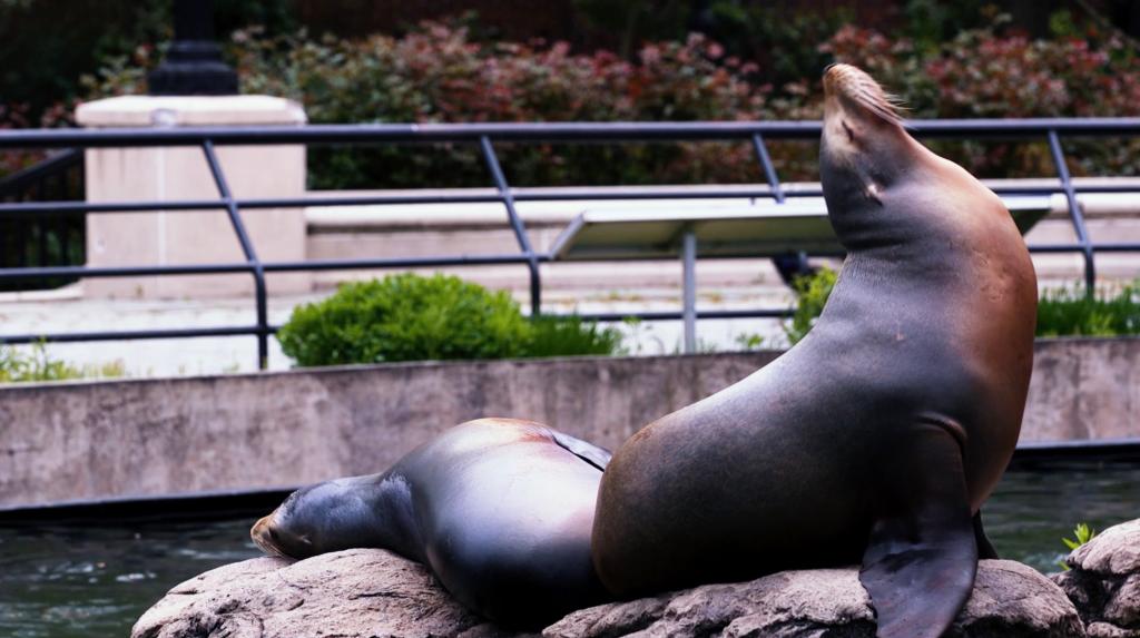 Sea lions resting in their pool at the recently reopened Prospect Park Zoo