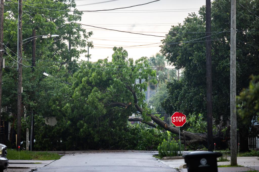 A fallen tree in Houston, Texas