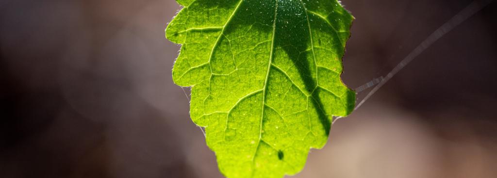 A close-up image of a leaf