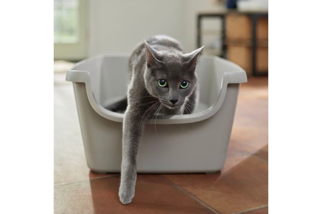 A cat in a litter box