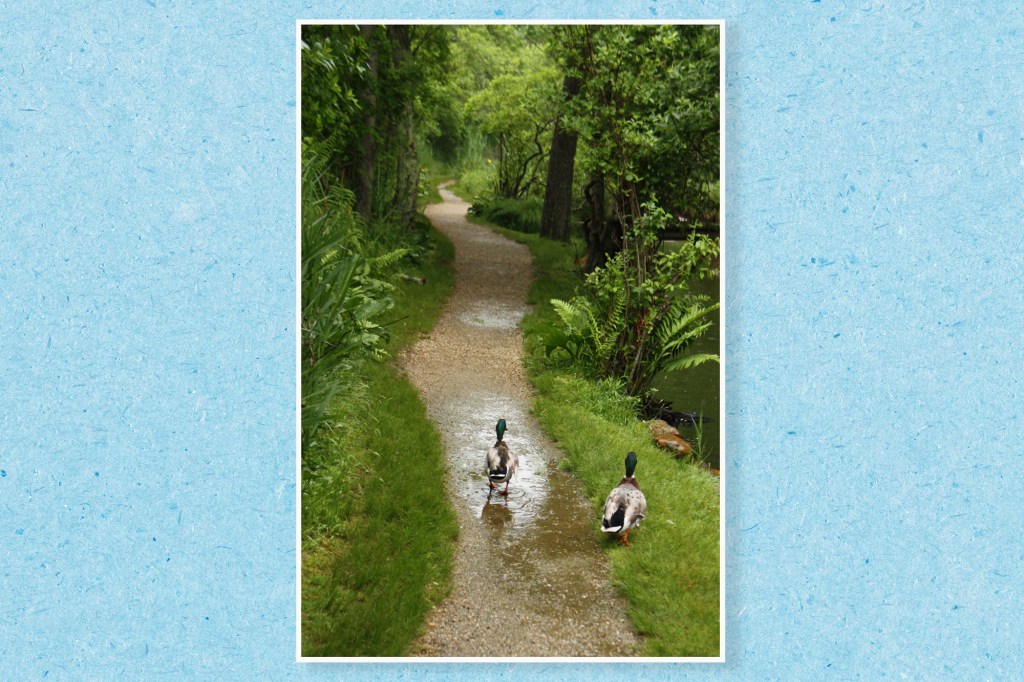 Two ducks walking on a blue textured paper path