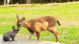 Real-life Bambi and Thumper spotted in Oregon