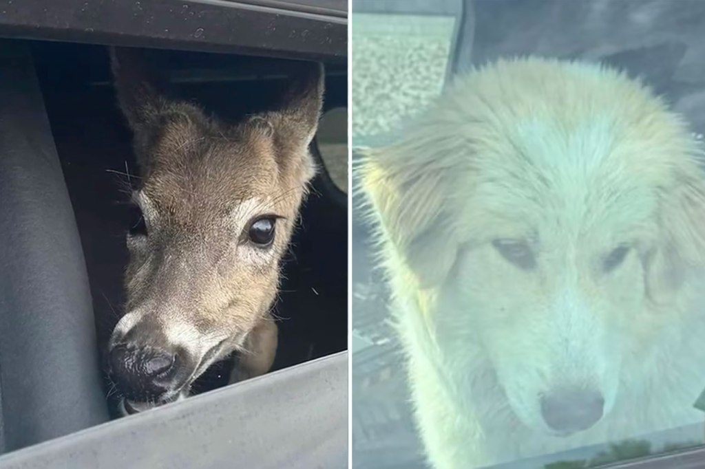 dog and deer in cop car