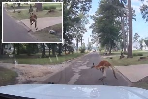 A kangaroo got loose in the town of Lufkin, Texas on Sunday.