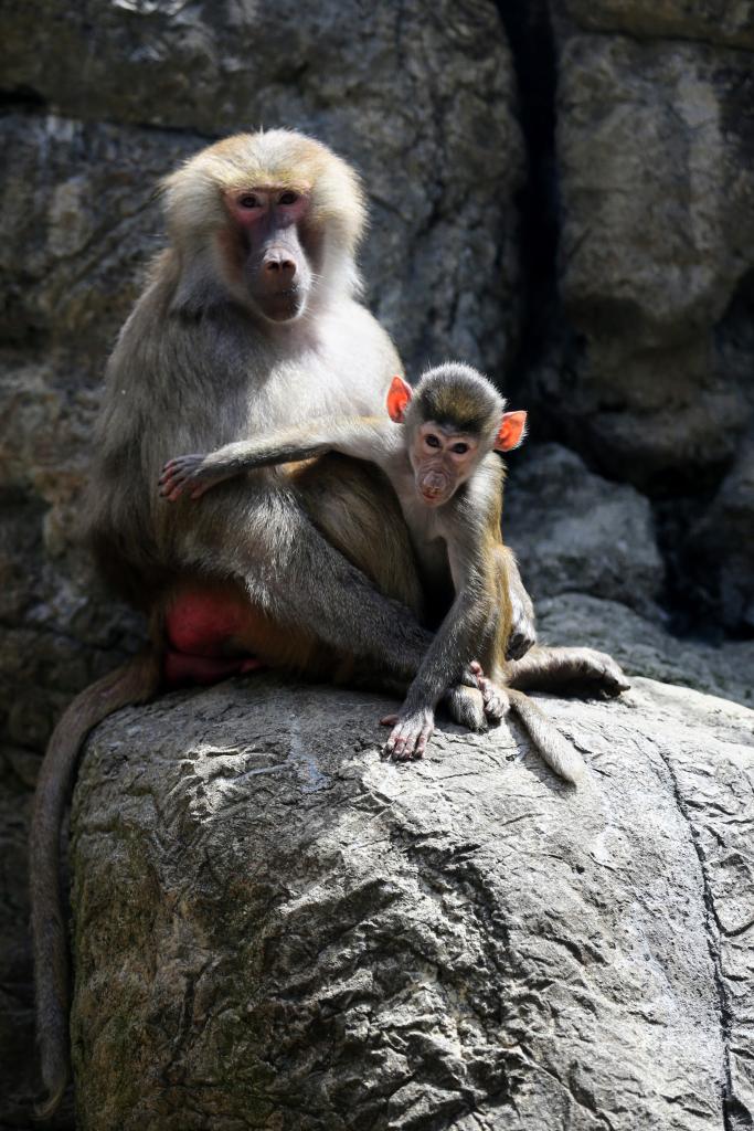 Infant Hamadryas baboon sitting with its mother on a rock in their native environment in northeastern Africa and the Arabian Peninsula