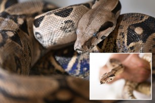 A boa constrictor lying on a branch