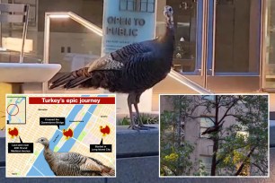 turkey in nyc, map