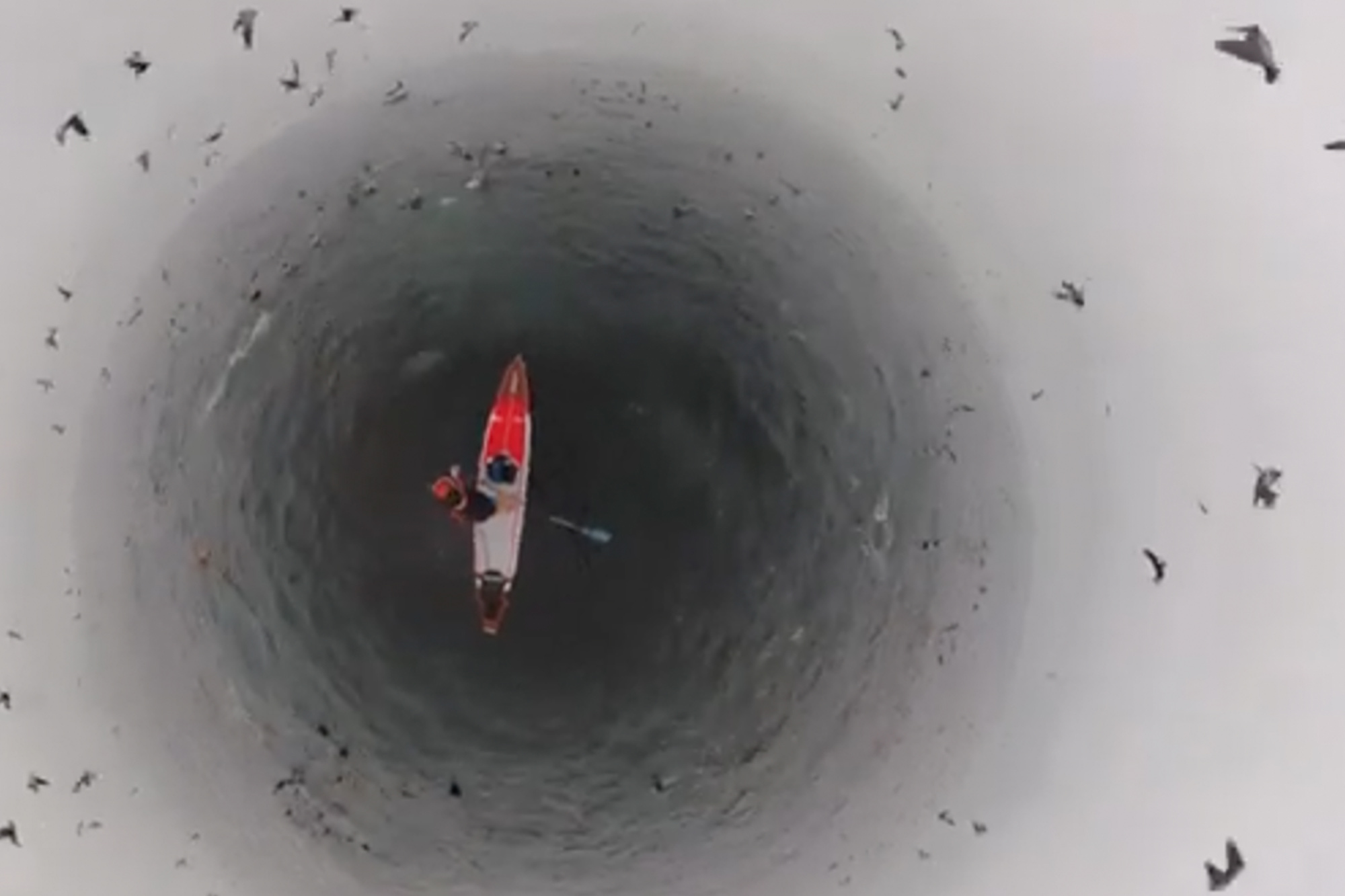 Paddleboarder captures wild view of ocean Feeding Frenzy off California coast