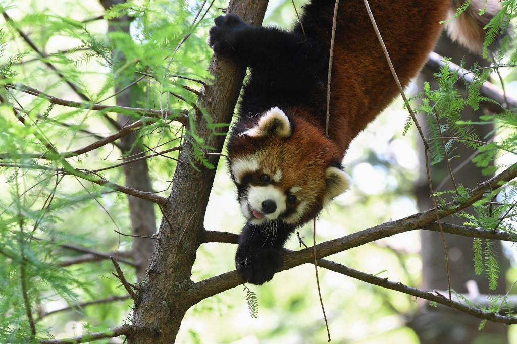 A red panda climbing a tree.