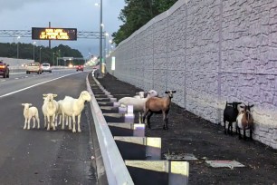 Runaway goats and sheep in Virginia.