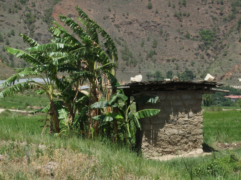 Banana trees and a shelter in the fields near Chhimi Lhakhang's temple.