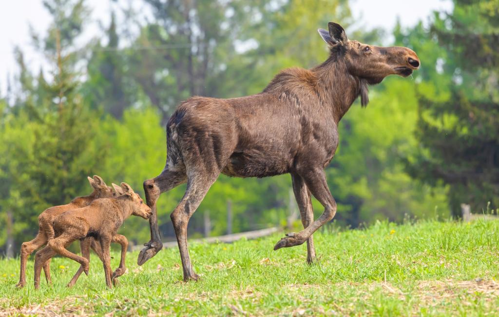 A female moose killed a 70-year-old Alaskan man who was attempting to take photos of her two newborn calves.