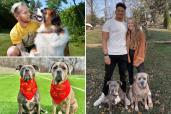 A composite photo of dogs trained by Tom Davis and a photo of Patrick and Brittany Mahomes with their dogs Silver and Steel.