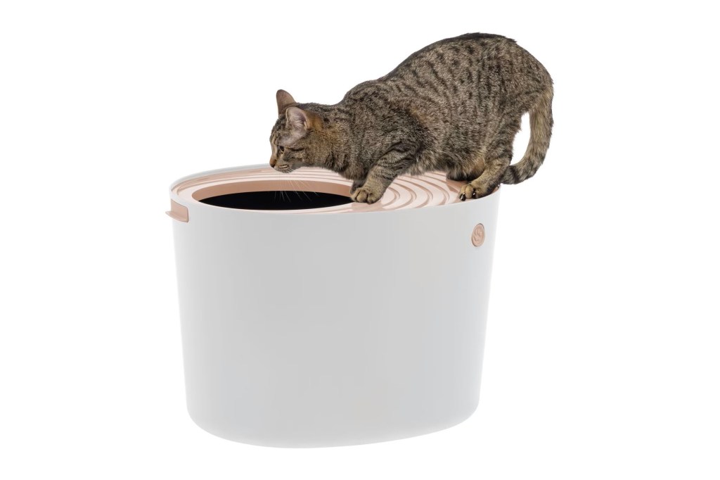 A cat climbing into a bucket