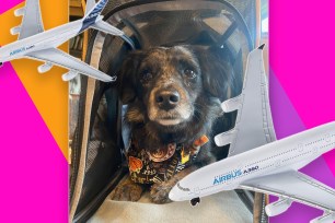 A dog in a carrier with a toy airplane