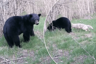 Wily coyote isn’t afraid to poke the bear