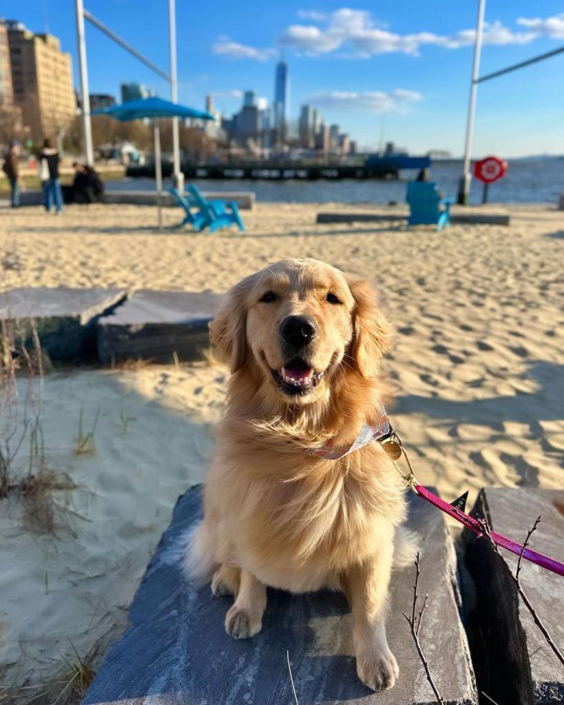 A golden retriever sits and smilers at the beach at Gansevort Peninsula. 