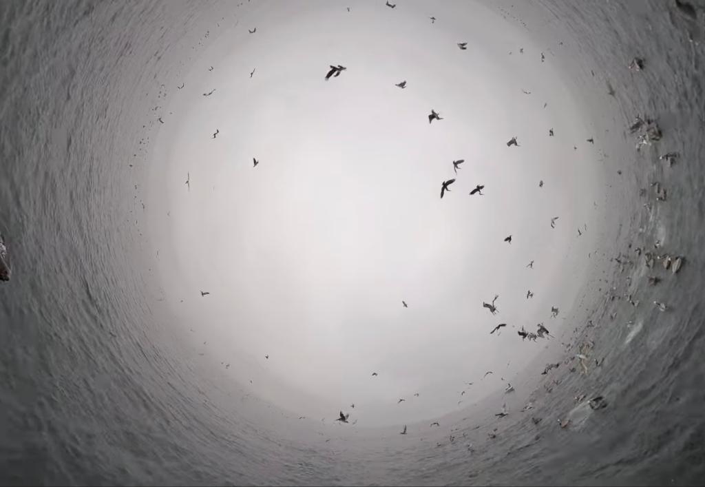 feeding frenzy video birds