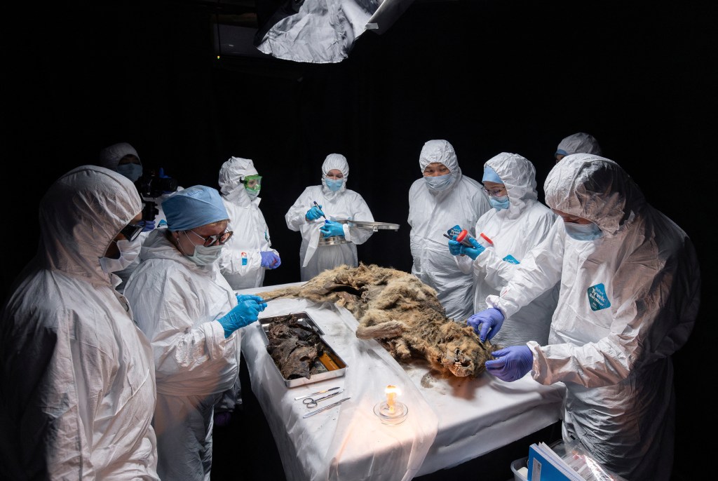 A team of seven scientists wearing white protective suits perform an autopsy of an ancient wolf, frozen in permafrost for more than 44,000 years, which can be seen lying on the table they surround.
