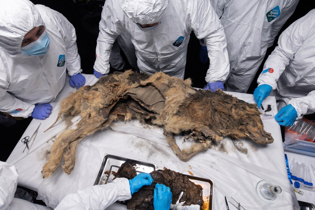scientists researching a 4,000-year-old mummified wolf in Russia