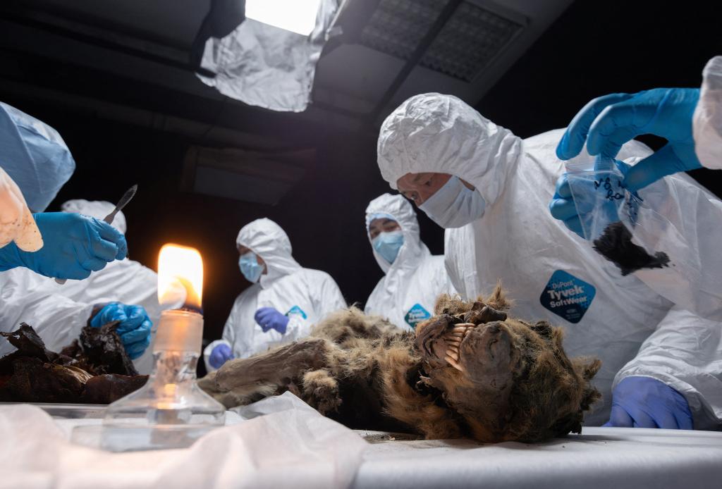 The 44,000-year mummified carcass of a wolf discovered in Russia lies on a table, its teeth bared, as scientists clad in white protective suits examine it.