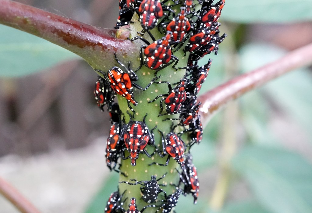 Lanternflies threaten America's wine industry.