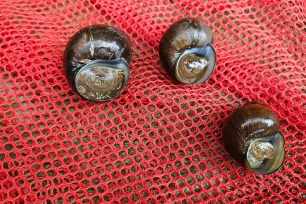 Mystery snails.