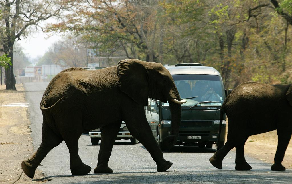 Elephant herd crossing the road.