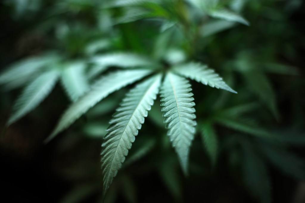 Indoor cannabis farm in Gardena, California, signaling the nearing reality of recreational pot sales in Ohio.