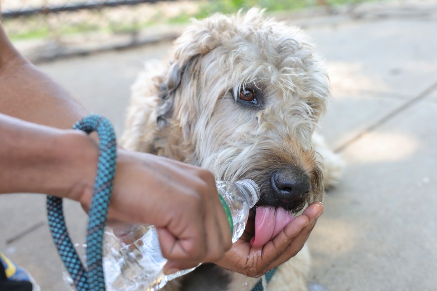 dog drinking water