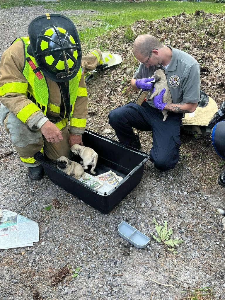 puppies at crash site