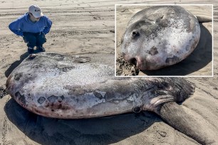 A massive ocean oddity that washed up on a northern Oregon beach this week turned out to be a recently discovered species of sunfish, according to the local aquarium.