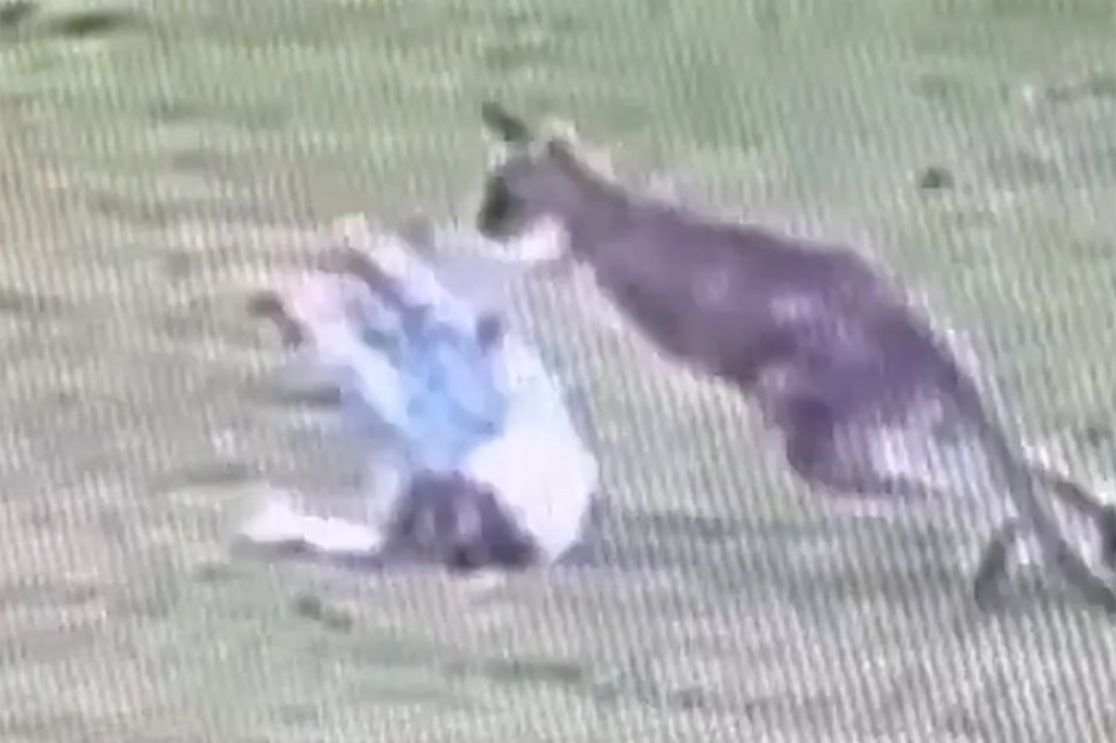 child toppled over by kangaroo 