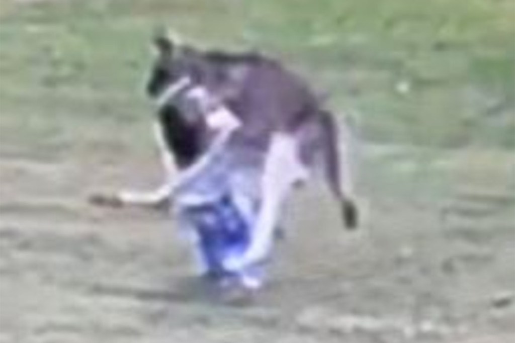 kangaroo attack