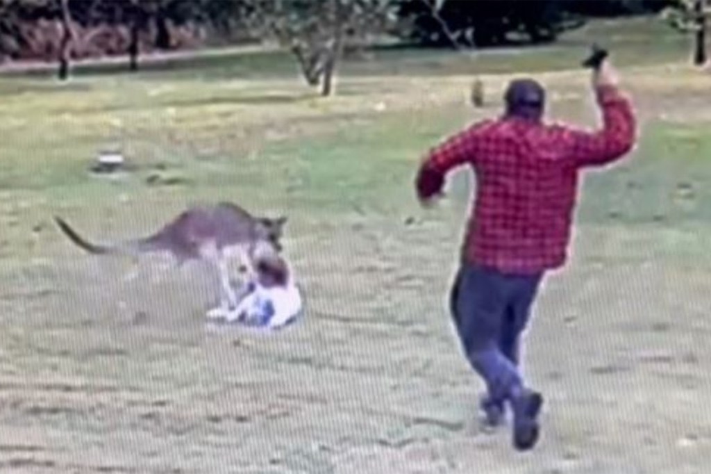 dad going to save child from kangaroo 