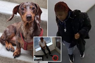 The teens were each nabbed Monday and charged with third-degree grand larceny and second-degree harassment for allegedly swooping up the 10-year-old female dachshund from inside a building on Tiffany Street near Westchester Avenue in Longwood on May 4, according to cops. 