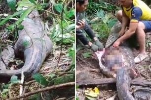 The tail of a python at left, and two people peel off the skin of a python at right.