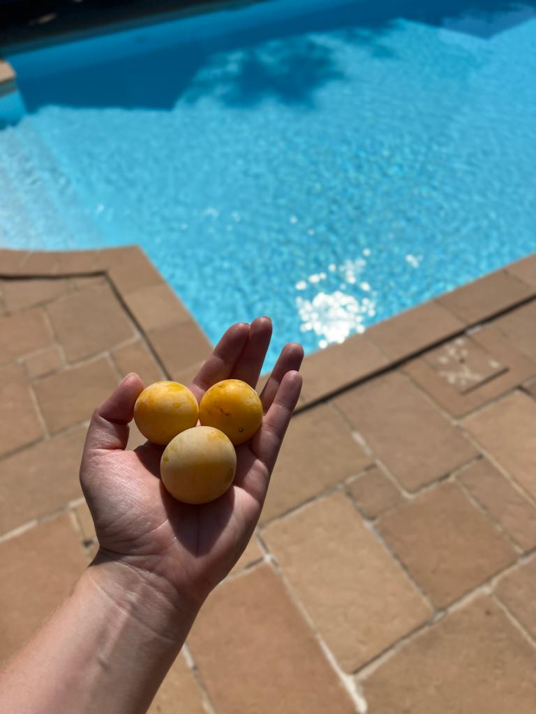 Plums by the pool at Camp Chateau 