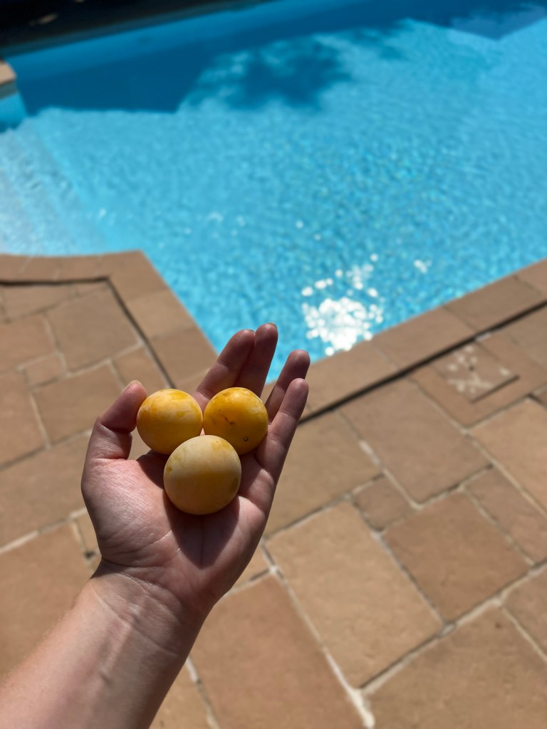 Plums by the pool at Camp Chateau 
