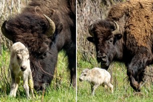 A rare white bison calf was born in Yellowstone National Park, fulfilling a Native American prophecy of prosperity to come, tribal leaders said.