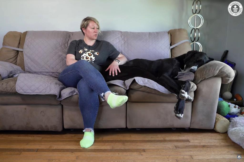 kevin great dane lays on couch next to owner Tracy Wolfe