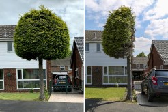 A tree standing next to a house