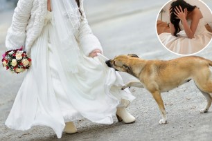 A Reddit user who did not invite his sister's dog to his wedding is not wrong to want to exclude his sister from the event altogether, two family therapists told Fox News Digital.