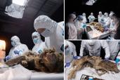 4,000-year-old mummified wolf was discovered in Russia