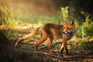 Fox on the summer forest