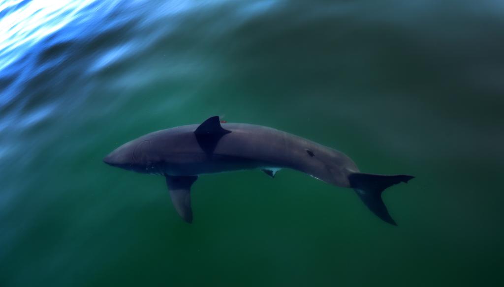 Orcas have been observed to attack sharks around the world.