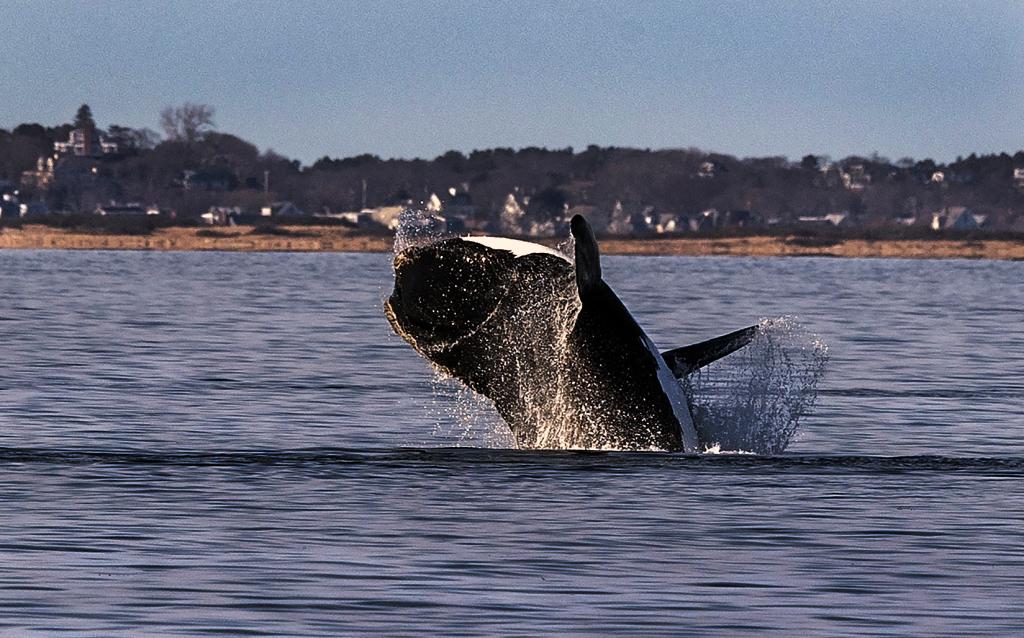 An orca was recently spotted off Cape Cod and one expert wonders if there could be a war with sharks.
