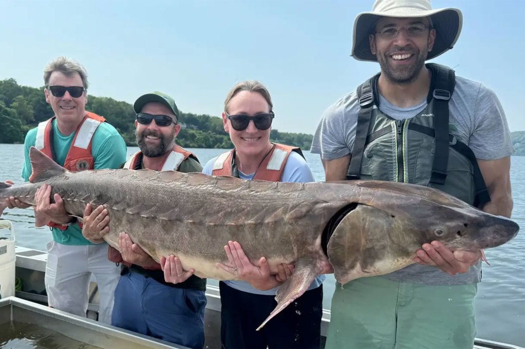 Amanda Higgs, a Fisheries Biologist with DEC’s Hudson River Estuary Program, told Fox News Digital, back in 2014 it was estimated there were around 450 individual sturgeons in the Hudson River.