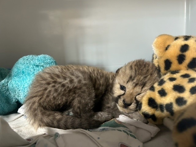 The single cub arrived at the zoo from Oregon last week and was moved into the zoo’s off-site breeding center, according to the release. 