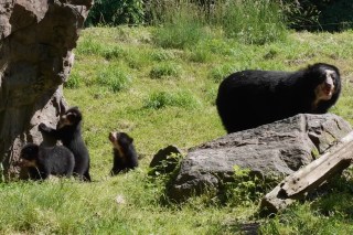 Bear cub triplets make public debut in Queens